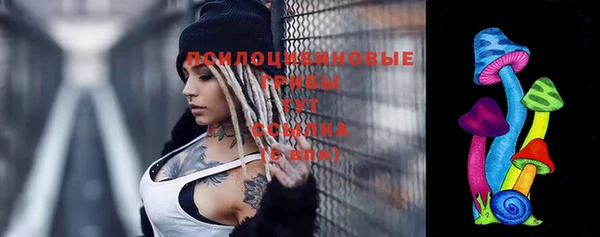 сатива Новозыбков