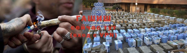 сатива Новозыбков